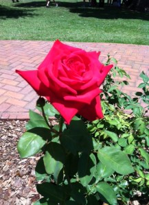 awesome roses 5-17-14