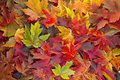 Maple leaves Fall
